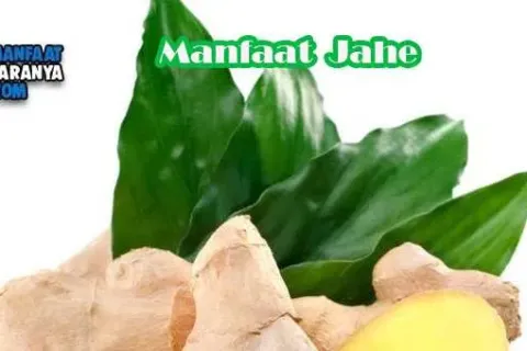 Manfaat Jahe Untuk Kesehatan Tubuh