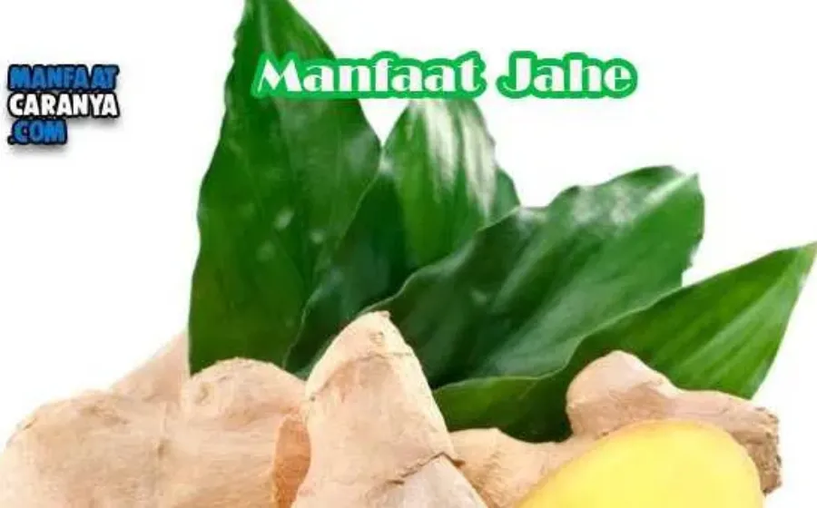 Manfaat Jahe Untuk Kesehatan Tubuh