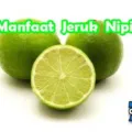 Manfaat Jeruk Nipis