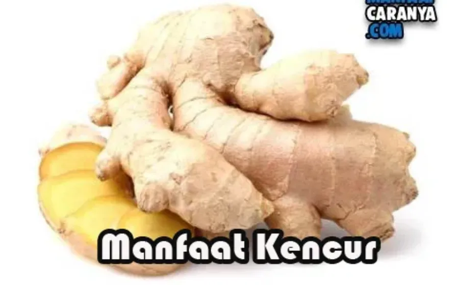 Manfaat Kencur Bagi Kesehatan