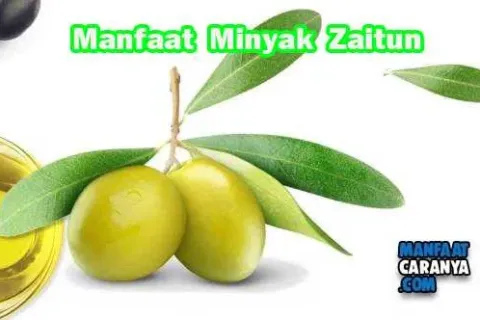 Manfaat Minyak Zaitun Bagi Kesehatan