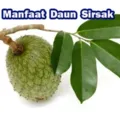 Manfaat Rebusan Daun Sirsak Untuk Kesehatan Tubuh