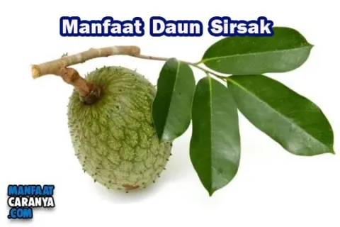 Manfaat Rebusan Daun Sirsak Untuk Kesehatan Tubuh