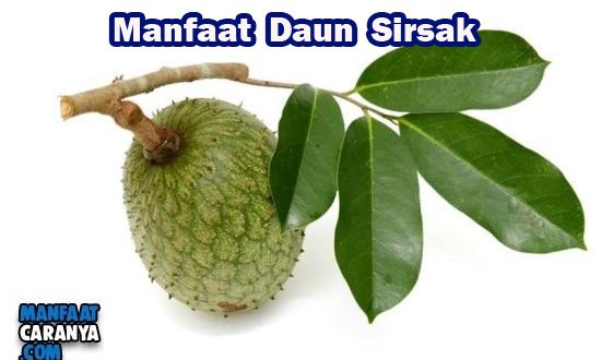Manfaat Rebusan Daun Sirsak Untuk Kesehatan Tubuh