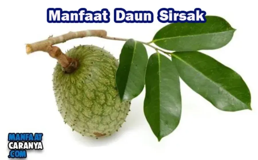 Manfaat Rebusan Daun Sirsak Untuk Kesehatan Tubuh