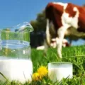 Manfaat Susu Sapi Murni Untuk Kesehatan