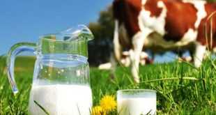 Manfaat Susu Sapi Murni Untuk Kesehatan