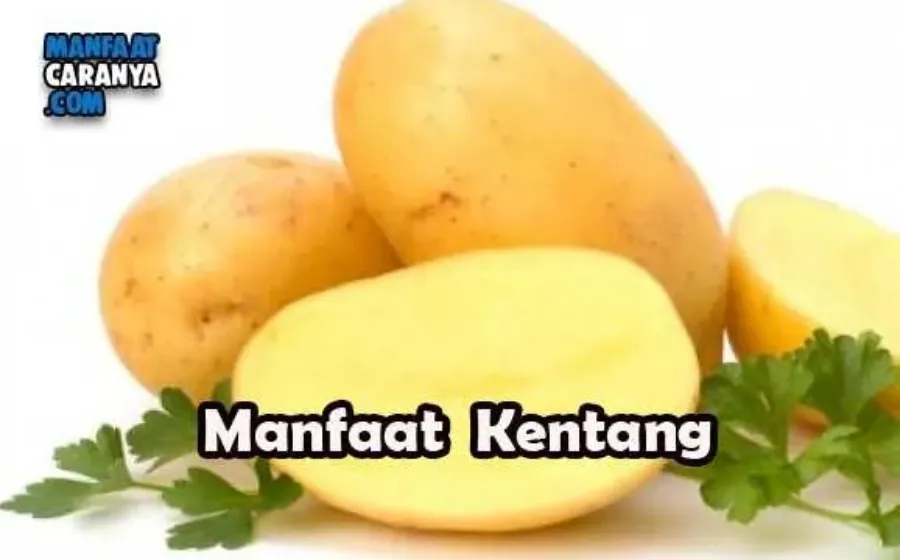 Manfaat Tanaman Kentang Untuk Kesehatan Tubuh