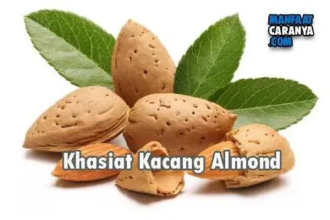 Khasiat Dan Manfaat Kacang Almond
