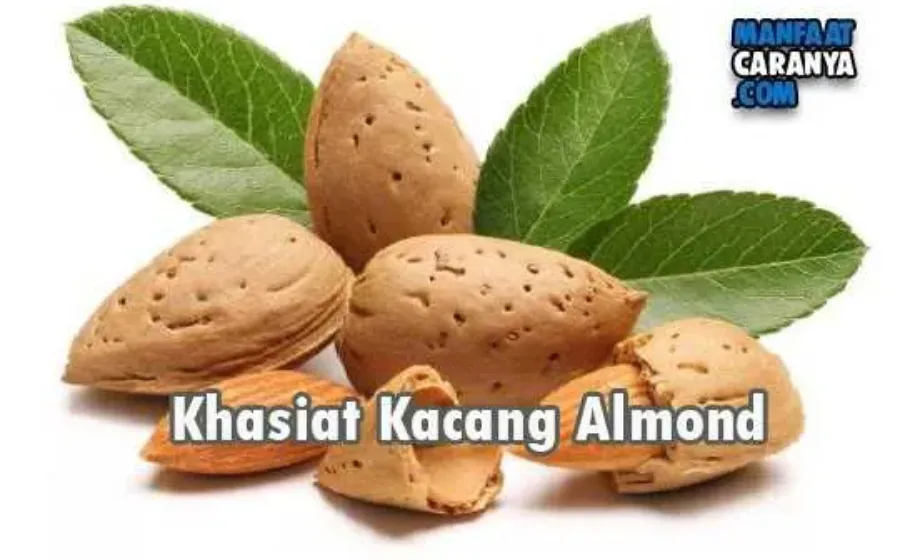 Khasiat Dan Manfaat Kacang Almond