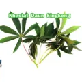 Khasiat Daun Singkong Untuk Kesehatan