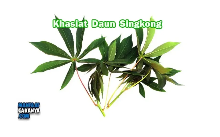 Khasiat Daun Singkong Untuk Kesehatan