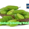 Manfaat Belimbing Wuluh Untuk Menghaluskan Kulit