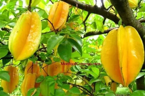Manfaat Belimbing untuk Kanker, Khasiat Buah Berbentuk Berbintang