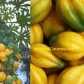 Manfaat Buah Carica untuk Kecantikan, Khasiat Pepaya Gunung dalam Kesehatan