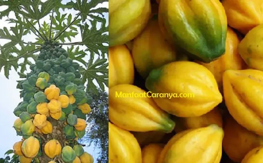 Manfaat Buah Carica untuk Kecantikan, Khasiat Pepaya Gunung dalam Kesehatan