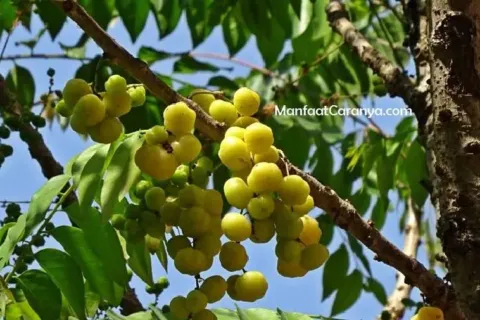 Manfaat Buah Cermai untuk Sembelit, Tips Mudah Atasi Konstipasi dengan Alami