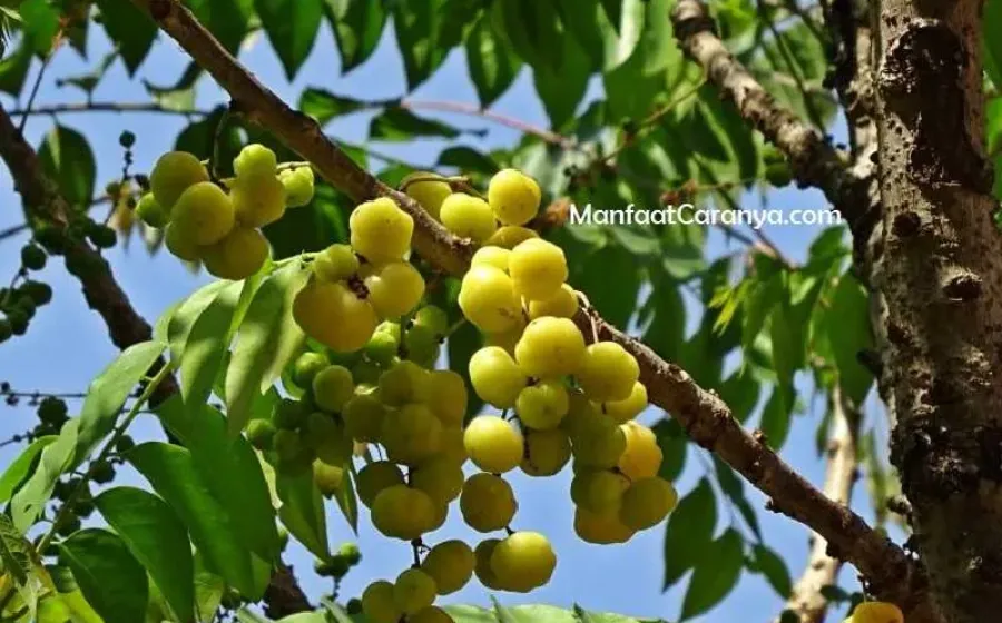 Manfaat Buah Cermai untuk Sembelit, Tips Mudah Atasi Konstipasi dengan Alami