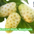 Manfaat Buah Mengkudu Bagi Kesehatan Tubuh