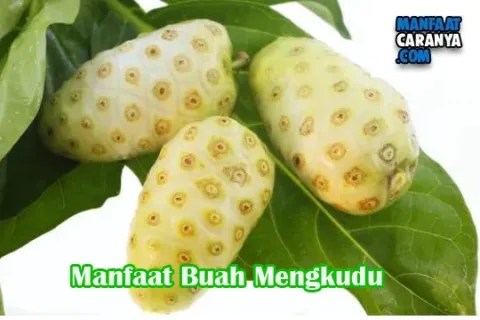 Manfaat Buah Mengkudu Bagi Kesehatan Tubuh