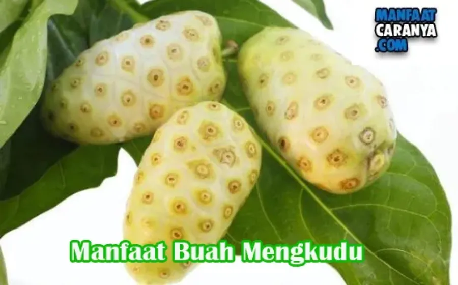 Manfaat Buah Mengkudu Bagi Kesehatan Tubuh