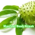 Manfaat Buah Sirsak Hijau Bagi Kesehatan