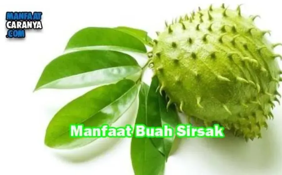 Manfaat Buah Sirsak Hijau Bagi Kesehatan
