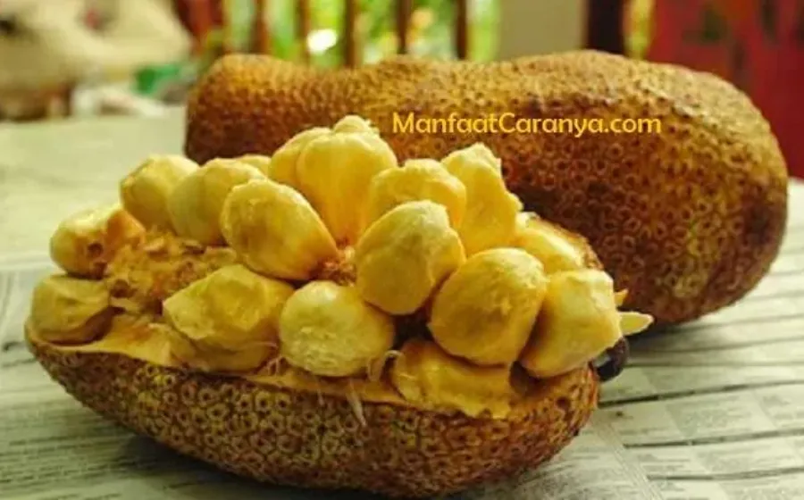 Manfaat Cempedak untuk Pelangsing Tubuh, Buah Nongko Cino Bikin Badan Ideal