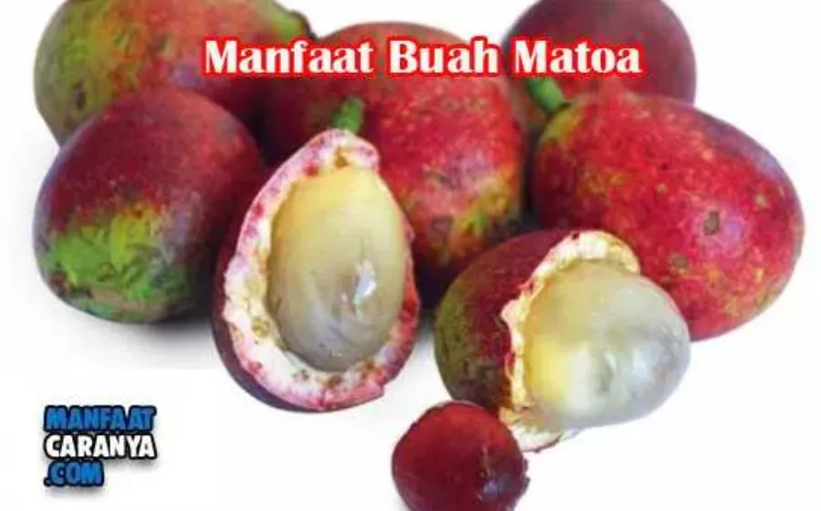 Manfaat Dan Khasiat Buah Matoa Untuk Kesehatan