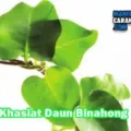 Manfaat Dan Khasiat Daun Binahong