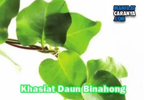 Manfaat Dan Khasiat Daun Binahong