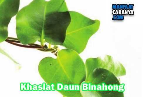 Manfaat Dan Khasiat Daun Binahong