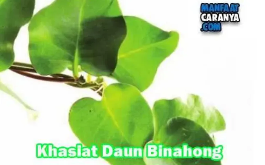 Manfaat Dan Khasiat Daun Binahong
