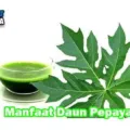 Manfaat Dan Khasiat Daun Pepaya Untuk Kesehatan
