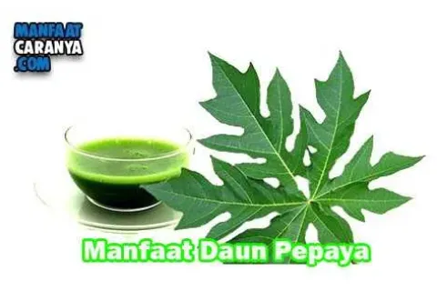 Manfaat Dan Khasiat Daun Pepaya Untuk Kesehatan