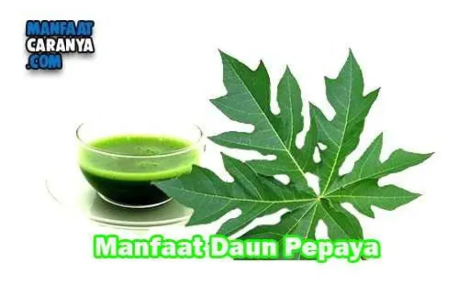 Manfaat Dan Khasiat Daun Pepaya Untuk Kesehatan