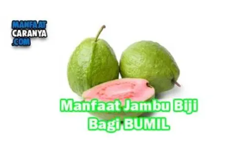 Manfaat Dan Khasiat JAmbu Biji Bagi Kesehatan Ibu Hamil