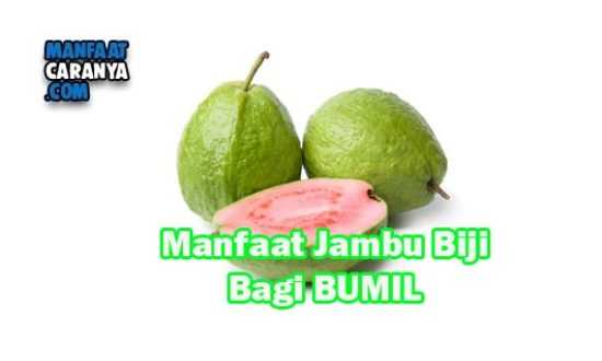 Manfaat Dan Khasiat JAmbu Biji Bagi Kesehatan Ibu Hamil