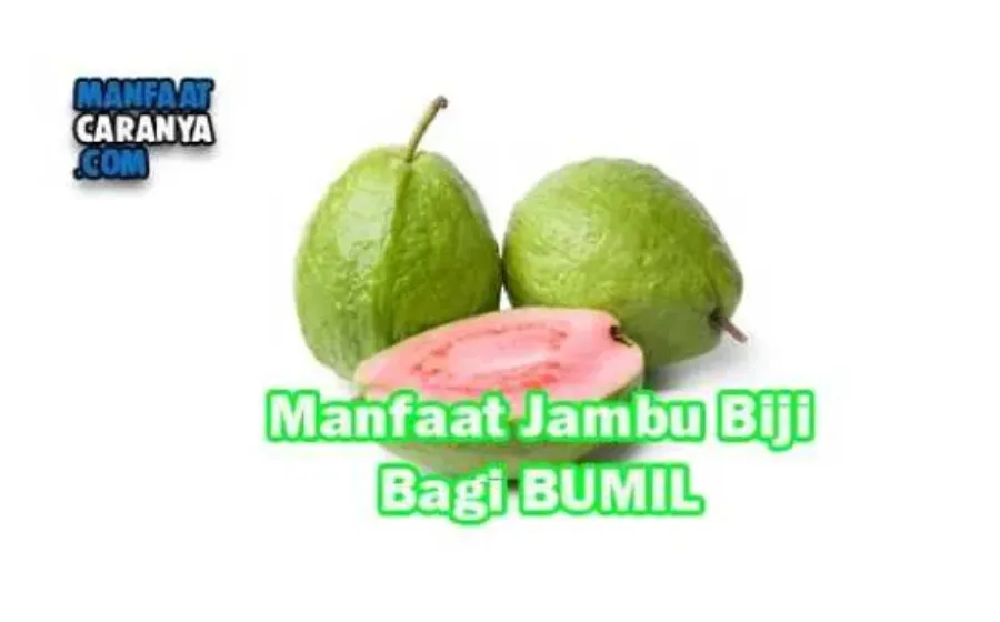 Manfaat Dan Khasiat JAmbu Biji Bagi Kesehatan Ibu Hamil