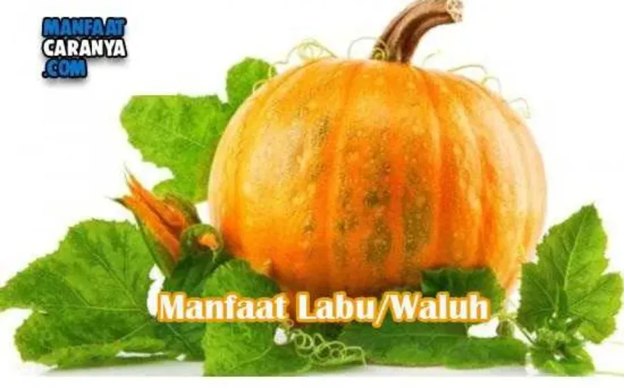 Manfaat Dan Khasiat Labu Bagi Kesehatan Tubuh