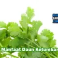 Manfaat Daun Ketumbar Untuk Tubuh