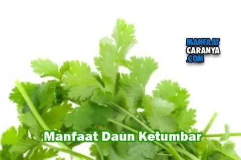 Manfaat Daun Ketumbar Untuk Tubuh