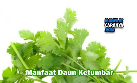Manfaat Daun Ketumbar Untuk Tubuh