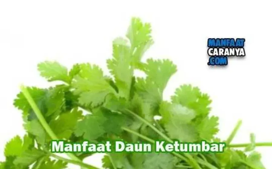 Manfaat Daun Ketumbar Untuk Tubuh