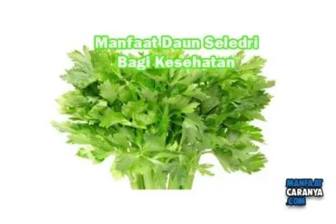 Manfaat Daun Seledri Untuk kesehatan Tubuh