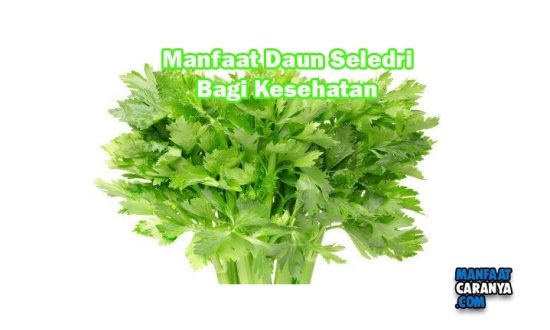 Manfaat Daun Seledri Untuk kesehatan Tubuh