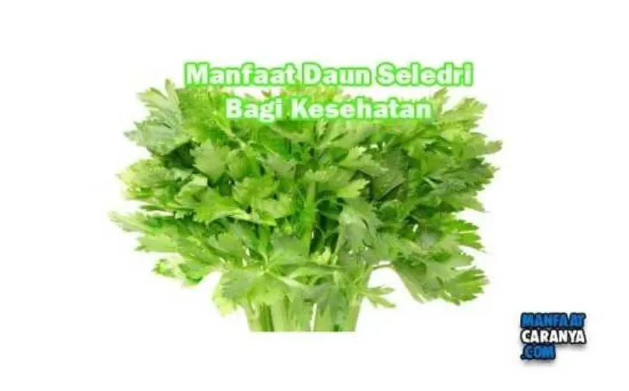 Manfaat Daun Seledri Untuk kesehatan Tubuh