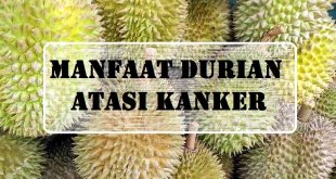 Manfaat Durian untuk Kanker Buah Berduri Berkhasiat Tinggi