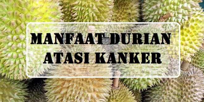 Manfaat Durian untuk Kanker Buah Berduri Berkhasiat Tinggi