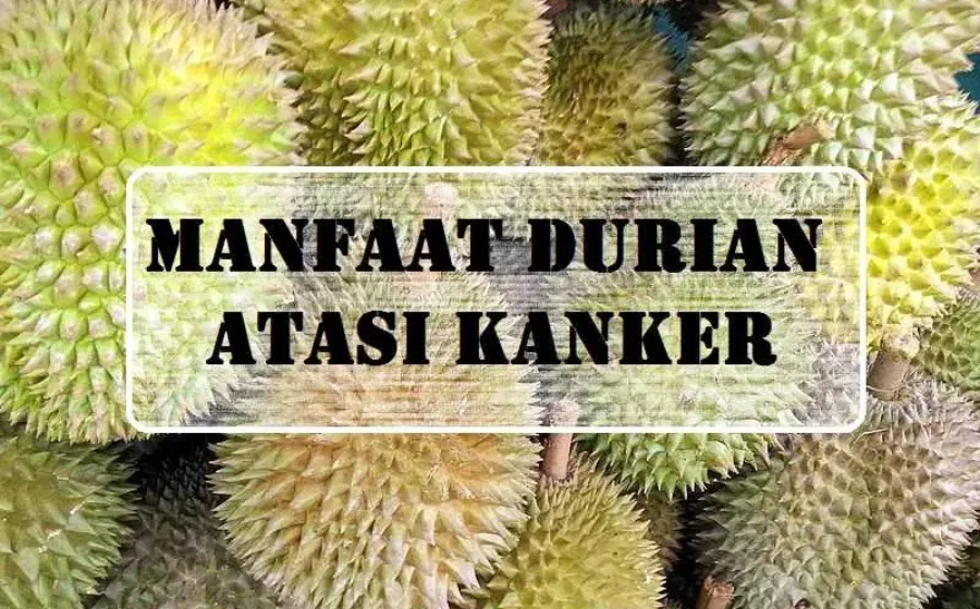 Manfaat Durian untuk Kanker Buah Berduri Berkhasiat Tinggi